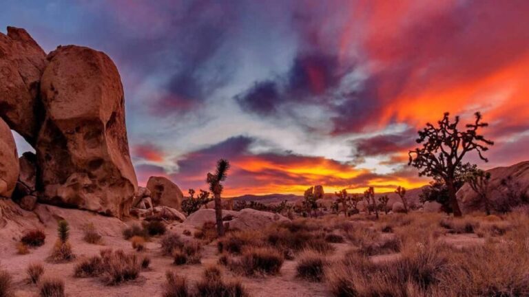 Joshua Tree National Park Day Tour from Los Angeles - An In-Depth Look at the Tour Itinerary