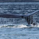 Juneau: 3.5-Hour Small Group Whale Watching Tour - Who Will Love This Tour?