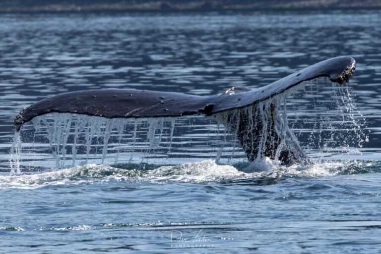 Juneau: 3.5-Hour Small Group Whale Watching Tour - Who Will Love This Tour?