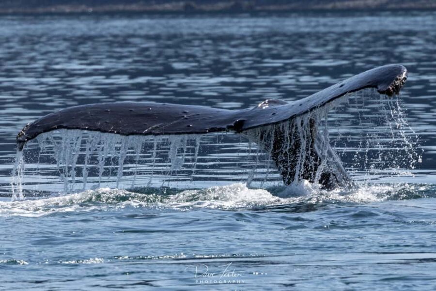 Juneau: 3.5-Hour Small Group Whale Watching Tour - Who Will Love This Tour?