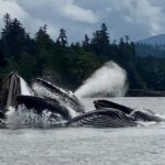Juneau: 3-hour jet ski glacier view and whale watch - Wildlife and Scenic Highlights