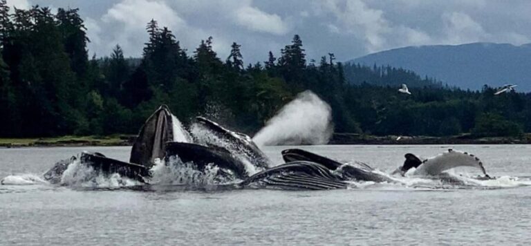 Juneau: 3-hour jet ski glacier view and whale watch - Wildlife and Scenic Highlights