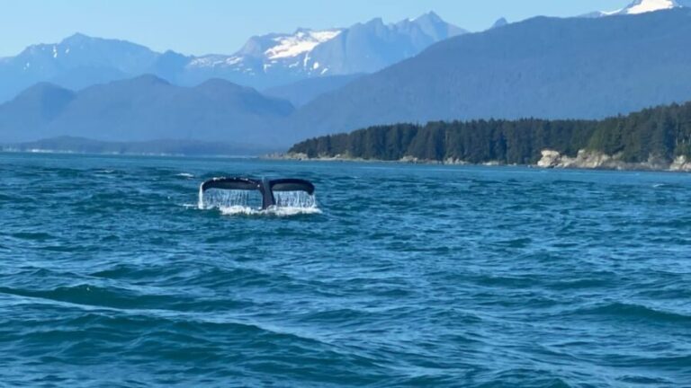 Juneau: Mendenhall Glacier Waterfall & Whale Watching Tour - Whale Watching Experience