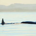Juneau: Whale Watching and Mendenhall Glacier Day Trip - Who Will Love This Tour?