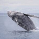 Juneau: Whale Watching and Wildlife Cruise with Local Guide - Who Will Love This Tour?