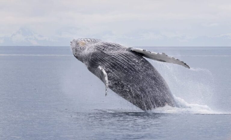 Juneau: Whale Watching and Wildlife Cruise with Local Guide - Who Will Love This Tour?