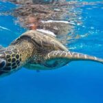 Ka'anapali Beach: Coral Reef Snorkel and Turtle Spotting - A Closer Look at the Experience
