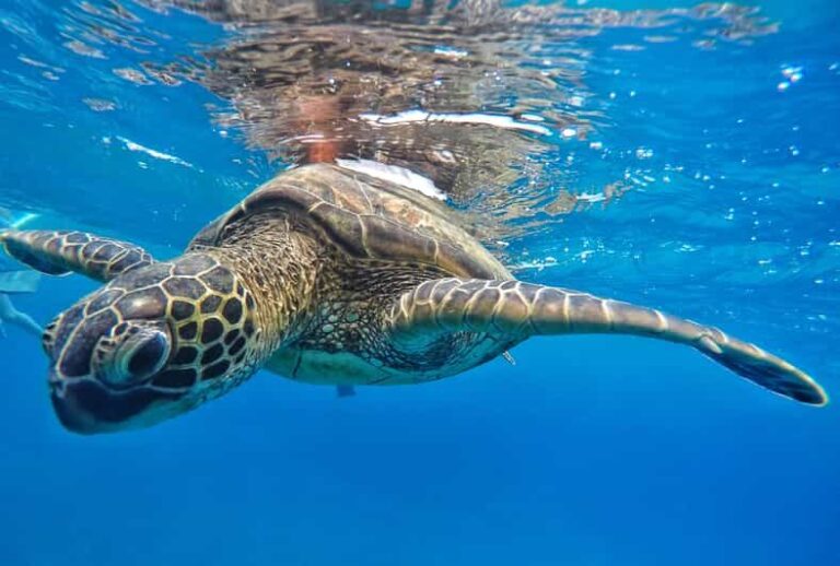 Ka'anapali Beach: Coral Reef Snorkel and Turtle Spotting - A Closer Look at the Experience