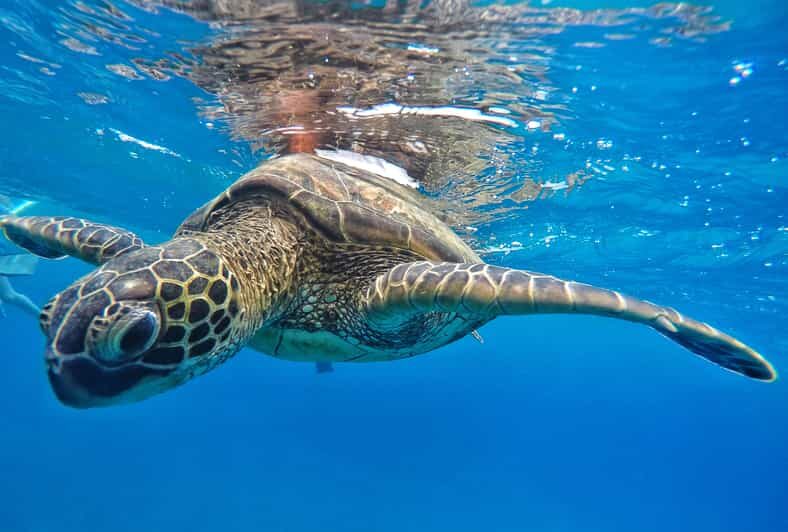 Ka'anapali Beach: Coral Reef Snorkel and Turtle Spotting - A Closer Look at the Experience
