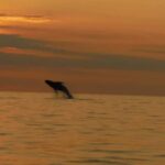 Kailua-Kona: Dolphin Watch & Double-Reef Snorkel Tour - Why This Tour Stands Out