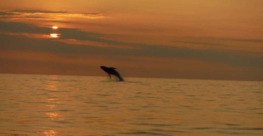 Kailua-Kona: Dolphin Watch & Double-Reef Snorkel Tour - Why This Tour Stands Out