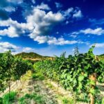 Kakheti Private Tour with Wine Tasting from Tbilisi - What the Reviews Tell Us