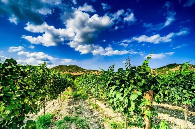 Kakheti Private Tour with Wine Tasting from Tbilisi - What the Reviews Tell Us