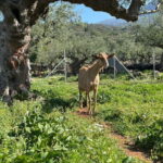 Kalamata: Farm-to-Table Experience with Cooking - The Itinerary: What to Expect from Start to Finish