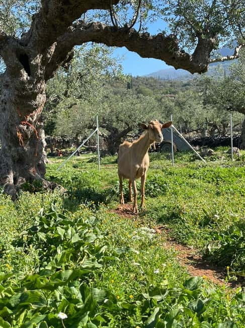 Kalamata: Farm-to-Table Experience with Cooking - The Itinerary: What to Expect from Start to Finish