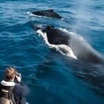 Kalaoa: Big Island & Kona Midday Whale Watching Tour - FAQ