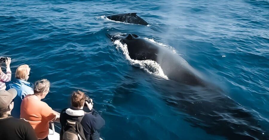 Kalaoa: Big Island & Kona Midday Whale Watching Tour - FAQ