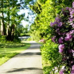 Kassel: Flowers, baroque and art - a walk from the island to the city - Authentic Insights & Traveler Perspectives