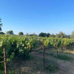 Kavos: Wine Tour & Tasting at a Local Winery - The Itinerary and What to Expect