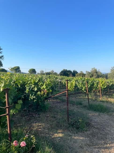 Kavos: Wine Tour & Tasting at a Local Winery - The Itinerary and What to Expect