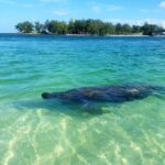 Kayaking with coastal wildlife in Sarasota Bay - Practical Considerations