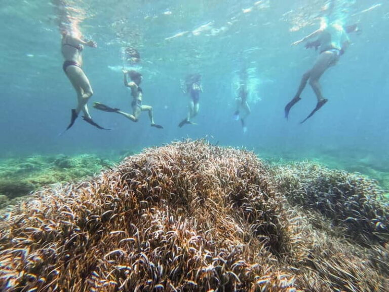 Kayak&Snorkel Tour - The Secret of the Posidonia - Who Will Love This Tour?