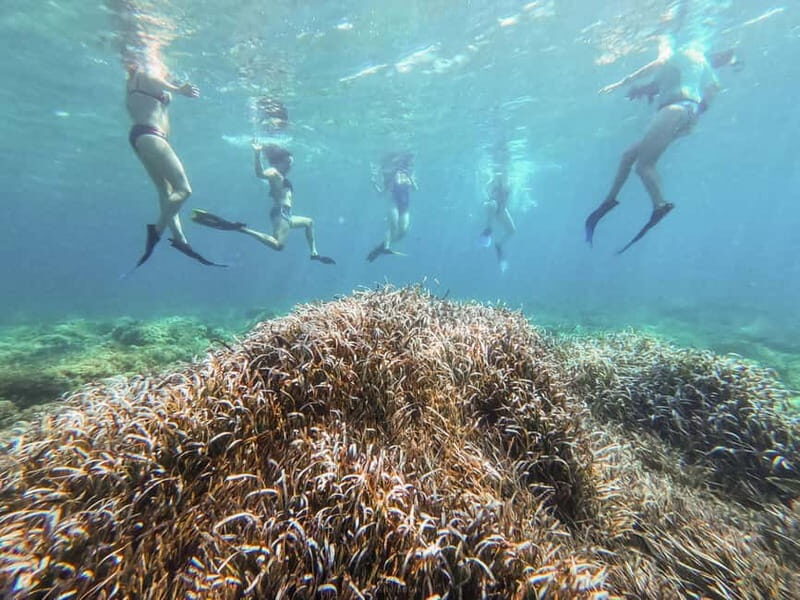 Kayak&Snorkel Tour - The Secret of the Posidonia - Who Will Love This Tour?
