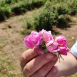 Kazanlak: Rose Festival 2025 VIP Access - Practical Details and Value