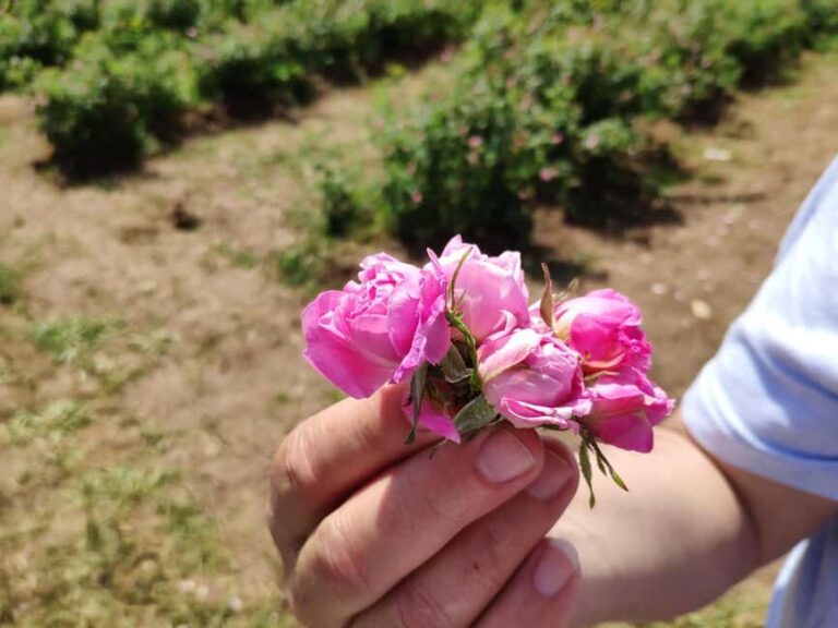 Kazanlak: Rose Festival 2025 VIP Access - Practical Details and Value