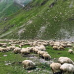 Kazbegi, Stepantsminda, and Gudauri Tour - Zhinvali Reservoir and Ananuri Fortress: A Pair of Scenic Stops