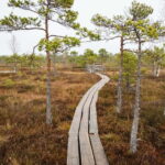 Kemeri National Park & Baltic Seaside Tour Bog Boardwalk - The Practicalities: What to Expect and Tips