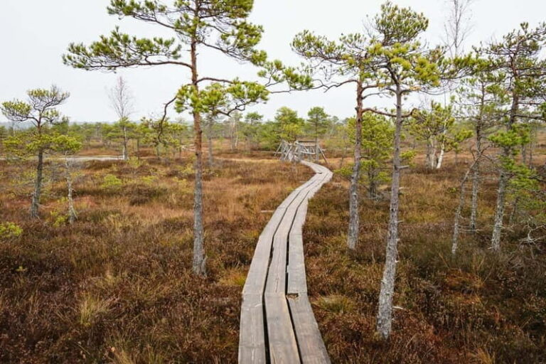 Kemeri National Park & Baltic Seaside Tour Bog Boardwalk - The Practicalities: What to Expect and Tips