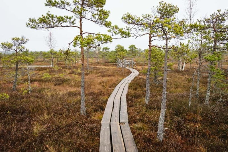 Kemeri National Park & Baltic Seaside Tour Bog Boardwalk - The Practicalities: What to Expect and Tips