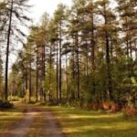 Kemi-Tornio: Husky Farm Visit with Hotel Pickup - summer - Is It Worth the Price?