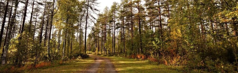 Kemi-Tornio: Husky Farm Visit with Hotel Pickup - summer - Is It Worth the Price?