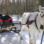 Kemi-Tornio: Reindeer farm experience - Overview of the Reindeer Farm Experience