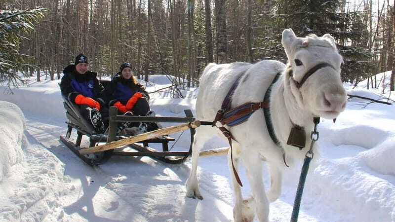 Kemi-Tornio: Reindeer farm experience - Overview of the Reindeer Farm Experience