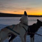 Kemijärvi: Insider 10 km Self-Drive Husky Sledding Adventure - The Details: Transportation, Duration, and Cost
