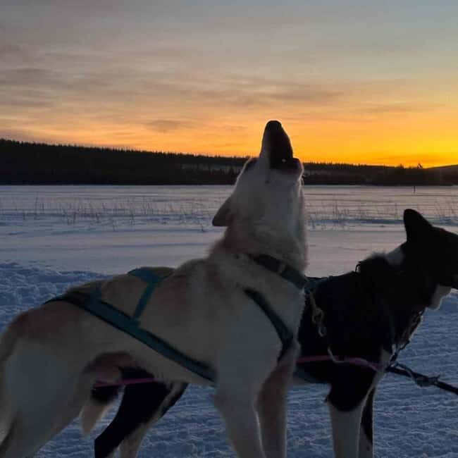 Kemijärvi: Insider 10 km Self-Drive Husky Sledding Adventure - The Details: Transportation, Duration, and Cost