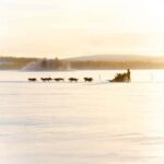 Kemijärvi: Insider Husky Self-Drive 5km Safari - What You Can Expect from the Kemijärvi Husky Safari