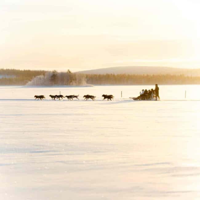 Kemijärvi: Insider Husky Self-Drive 5km Safari - What You Can Expect from the Kemijärvi Husky Safari