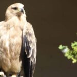 Kent: Eagle Heights Wildlife Foundation Entry Ticket - Is It Worth the Price?