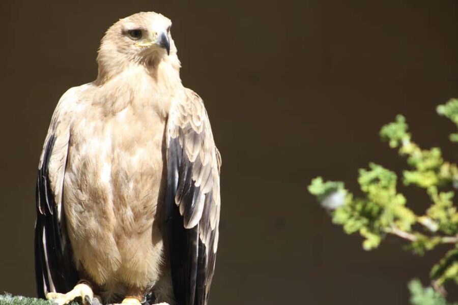 Kent: Eagle Heights Wildlife Foundation Entry Ticket - Is It Worth the Price?