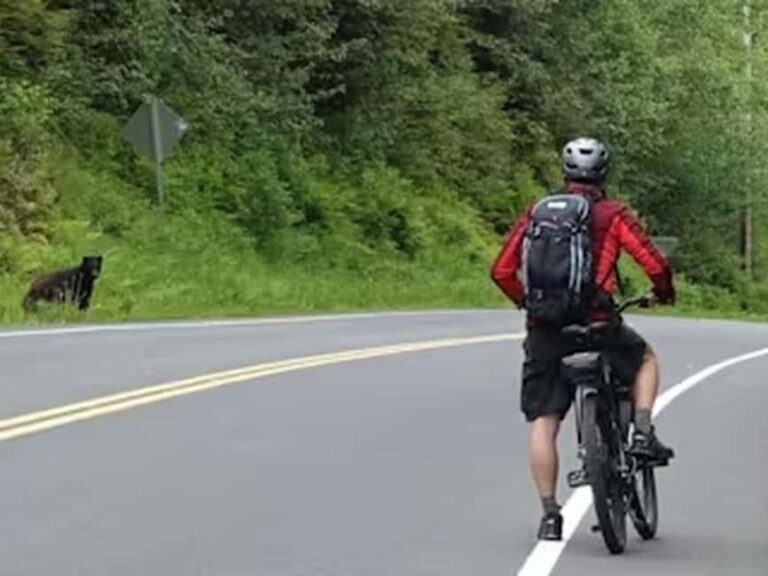 Ketchikan: E-Bike and Hike Tour - Who This Tour Is Best For