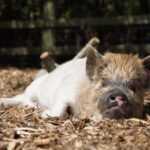 Kew Little Pigs: The Pig Enthusiast - An In-Depth Look at the Experience