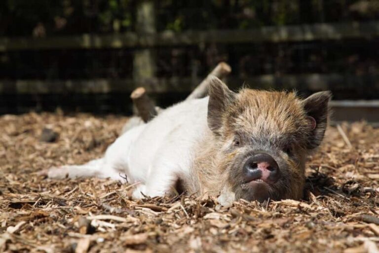 Kew Little Pigs: The Pig Enthusiast - An In-Depth Look at the Experience