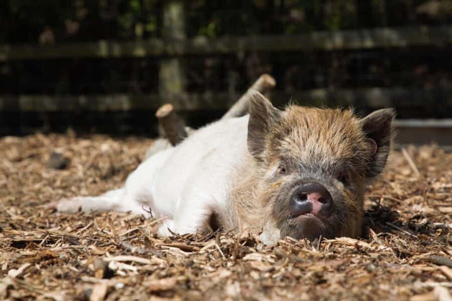 Kew Little Pigs: The Pig Enthusiast - An In-Depth Look at the Experience
