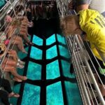 Key Largo Coral Reef Park and Sunset Celebration - Robbie’s Tarpon Feeding Experience