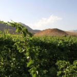 Khor Virap and Noravank Monasteries Tour - The Scenic Drive and Stop at a Winery