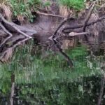 Killin: Loch Tay Beaver Canoe Tour - What to Expect on the Tour